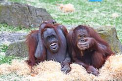Blackpool Zoo's orang-utans were delighted when they found out about the improvements!